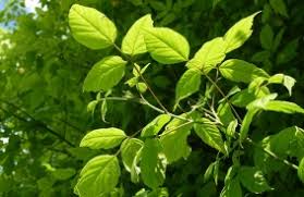 Attēlu rezultāti vaicājumam “Galium schultesii leaf”