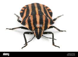 Attēlu rezultāti vaicājumam “Graphosoma lineatum”