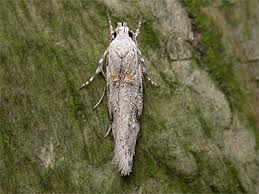 Attēlu rezultāti vaicājumam “Carpatolechia alburnella”