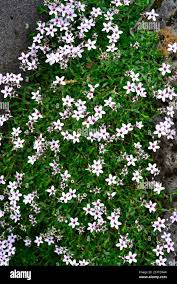 Attēlu rezultāti vaicājumam “Arenaria procera flower”