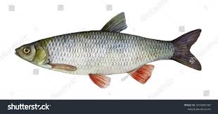 Image result for Squalius cephalus