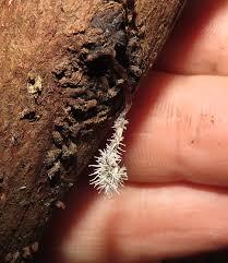 Attēlu rezultāti vaicājumam “Tilachlidium brachiatum”