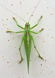 Attēlu rezultāti vaicājumam “Tettigonia viridissima”