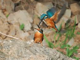 Attēlu rezultāti vaicājumam “Alcedo atthis nest”