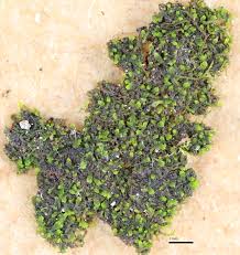 Attēlu rezultāti vaicājumam “Cephaloziella hampeana”