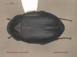 Attēlu rezultāti vaicājumam “Hydrophilidae”