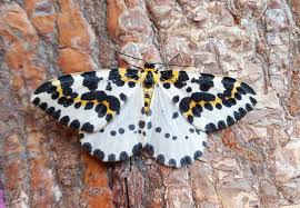 Attēlu rezultāti vaicājumam “Abraxas grossulariata larva”