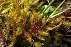 Attēlu rezultāti vaicājumam “Calliergonella cuspidata”