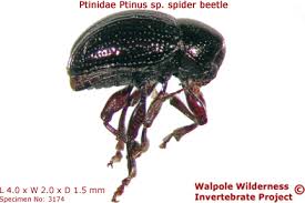 Attēlu rezultāti vaicājumam “Ptinus sp. male”