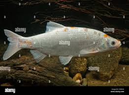 Attēlu rezultāti vaicājumam “Leuciscus idus”