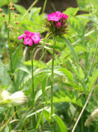 Image result for Dianthus barbatus