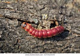 Attēlu rezultāti vaicājumam “Cossus cossus larva”