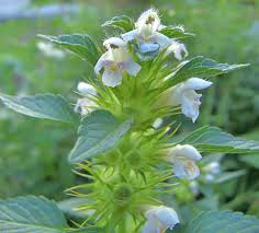 Attēlu rezultāti vaicājumam “Galeopsis tetrahit”