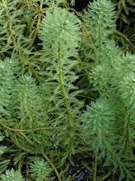 Attēlu rezultāti vaicājumam “Myriophyllum alterniflorum”
