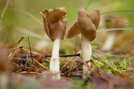 Attēlu rezultāti vaicājumam “Helvella”