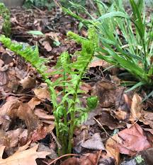 Attēlu rezultāti vaicājumam “Carex scandinavica”