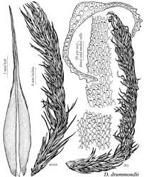 Attēlu rezultāti vaicājumam “Dicranum undulatum”