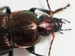 Attēlu rezultāti vaicājumam “Poecilus cupreus”