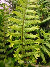 Attēlu rezultāti vaicājumam “Dryopteris affinis”