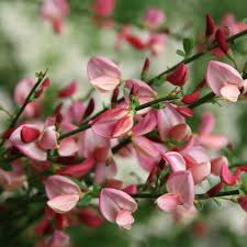 Attēlu rezultāti vaicājumam “Cytisus scoparius flower”