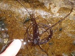 Attēlu rezultāti vaicājumam “Lemanea fluviatilis”