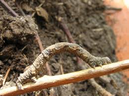 Attēlu rezultāti vaicājumam “Hypomecis punctinalis”