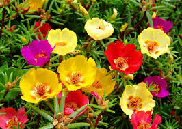 Attēlu rezultāti vaicājumam “Portulaca oleracea flower”