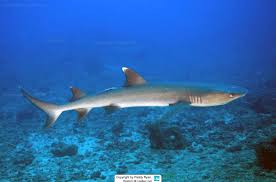 Image result for Triaenodon obesus