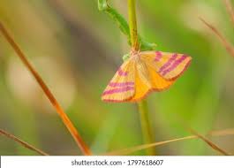 Attēlu rezultāti vaicājumam “Lythria cruentaria”