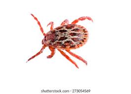 Attēlu rezultāti vaicājumam “Dermacentor reticulatus”