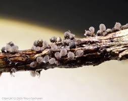 Attēlu rezultāti vaicājumam “Lamproderma pseudomaculatum”