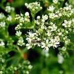 Attēlu rezultāti vaicājumam “Gypsophila fastigiata leaf”
