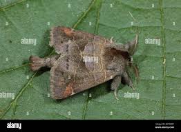 Attēlu rezultāti vaicājumam “Clostera pigra”