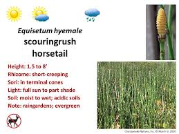 Attēlu rezultāti vaicājumam “Equisetum hyemale”