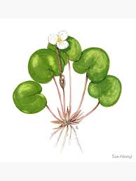 Attēlu rezultāti vaicājumam “Hydrocharis morsus-ranae”