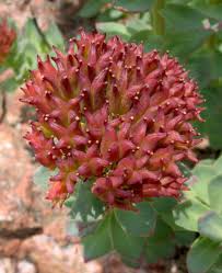 Attēlu rezultāti vaicājumam “Rhodiola rosea flower”