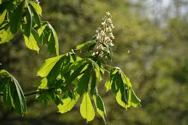 Attēlu rezultāti vaicājumam “Tilia amurensis”