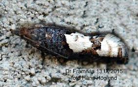 Attēlu rezultāti vaicājumam “Epirhoe tristata”