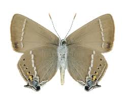 Attēlu rezultāti vaicājumam “Satyrium pruni underside”