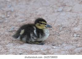 Attēlu rezultāti vaicājumam “Anas platyrhynchos juvenile”