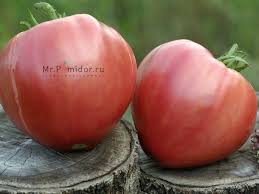 Afbeeldingsresultaat voor erdie family oxheart tomato