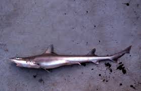 Image result for Mustelus canis