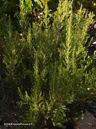 Attēlu rezultāti vaicājumam “Calluna vulgaris leaf”