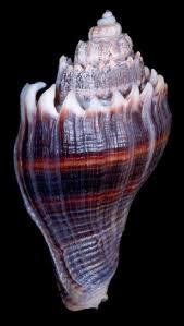 Image result for Melongena corona