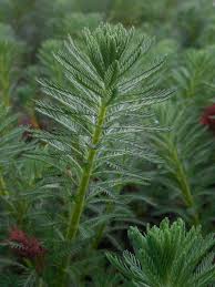 Attēlu rezultāti vaicājumam “Myriophyllum alterniflorum leaf”