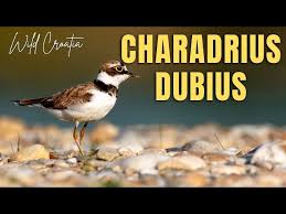 Attēlu rezultāti vaicājumam “Charadrius dubius”
