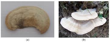 Attēlu rezultāti vaicājumam “Trametes suaveolens”