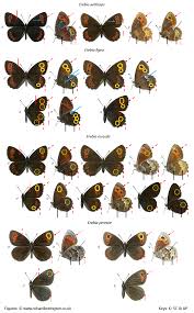 Attēlu rezultāti vaicājumam “Erebia ligea”