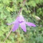 Attēlu rezultāti vaicājumam “Campanula patula fruit”