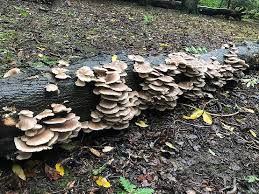 Attēlu rezultāti vaicājumam “Pleurotus ostreatus”